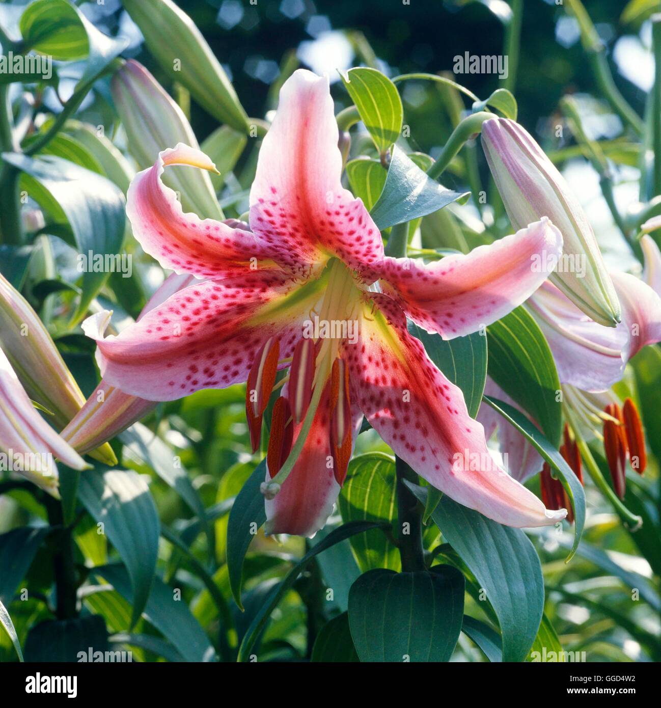 Lilium - `Charmer' (Oriental Hybrid)   BUL045035 Stock Photo
